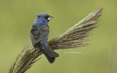 Blue Grosbeak (image 0736)