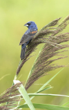 Blue Grosbeak (image 1054)
