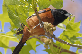 Orchard Oriole (5475)