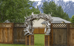Antler Arbor near Palmer, Alaska  (1241)