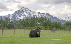 Musk Ox  (1327)