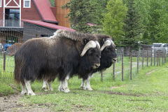 Musk Ox    (1389)