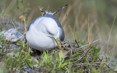 Short-billed Gull with chicks  (2303)
