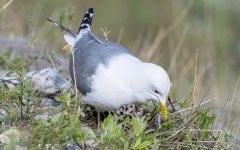 Short-billed Gull with chicks  (2313)