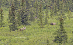 Blond Grizzly Bears  (2512)