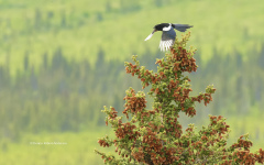 Magpie on pine tree  - Healy, Alaska  (2635)