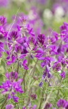 Lupine Flowers  (2700)