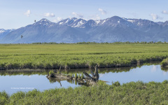Potters Marsh   (2732)
