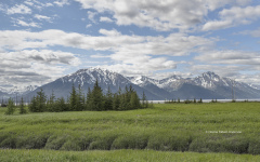 Chugach National Forest area  (2817)