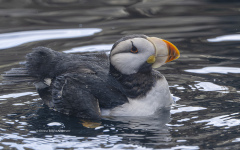 Horned Puffin  (4479)