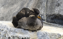 Rhinoceros Auklet  (4525)