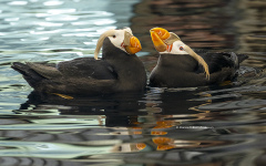 Tufted Puffins  (4602)