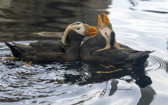 Tufted Puffins  (4646)