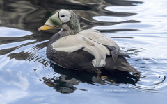 Spectacled Eider  (4654)