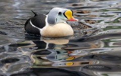 King Eider  (4694)