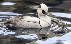 Smew  (4766)