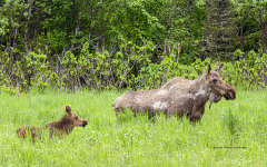 Moose with calf   (5332)