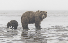 Grizzly Bear with cub  (5580)