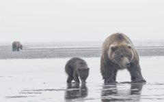 Grizzly Bear with her spring cub  (5728)