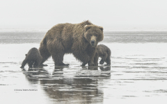 Grizzly Bear with 2 cubs  (5786)