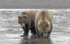 Grizzly Bear with cub  (6024)