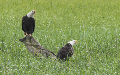 American Bald Eagles in marsh grass  (6372)