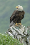 American Bald Eagle  (6644)