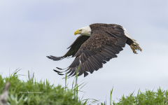 American Bald Eagle  (6769)