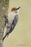 Red-bellied Woodpecker  (0847)