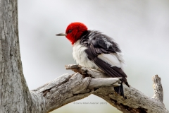 Red-headed Woodpecker  (3273)