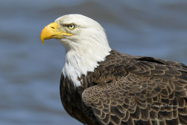 American Bald Eagle  (5193)