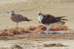 Osprey with fish  (7418)