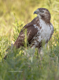 Red-tailed Hawk  (8608)