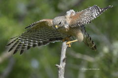 Red-shouldered Hawk  (8974)