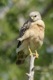 Red-shouldered Hawk  (8980)