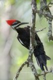 Pileated Woodpecker   (#9586)