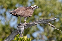 Osprey with Sheepshead Fish  (9765)