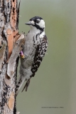 Red-cockaded Woodpecker  (9906)