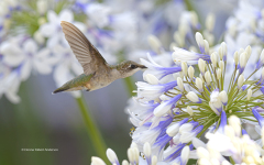 Ruby-throated Hummingbird (image 1028)