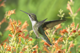 Ruby-throated Hummingbird (image 1260)