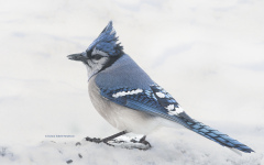 Blue Jay in snow (2241)