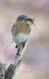 Eastern Bluebird with nesting material (image 3450)