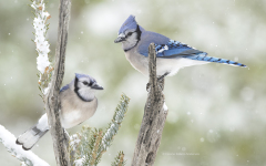 Blue Jays in Snow  (image 4479)