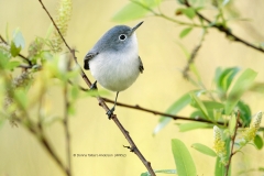 Blue Gray Gnatcatcher  (4952)