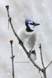 Blue Jay in snow  (5842)