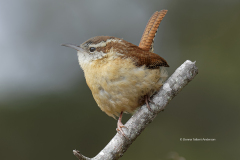 Carolina Wren (6560)