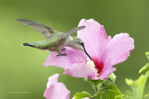 Ruby-throated Hummingbird  (8237) Ruby-throated Hummingbird  (8237)