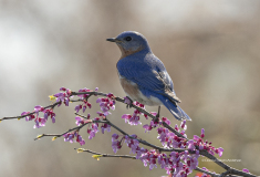 Eastern Bluebird on Redbud  (8742)
