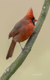 Northern Cardinal  (0230)