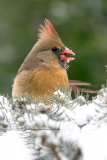 Northern Cardinal (0648)